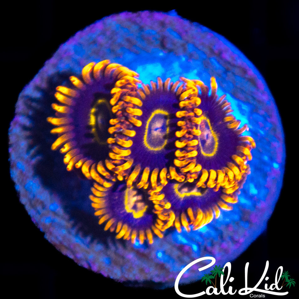 PURPLE BLASTERS MINI COLONY