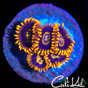 PURPLE BLASTERS MINI COLONY