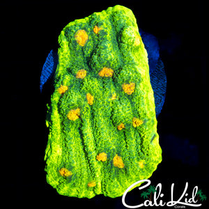 SPACE INVADER CHALICE