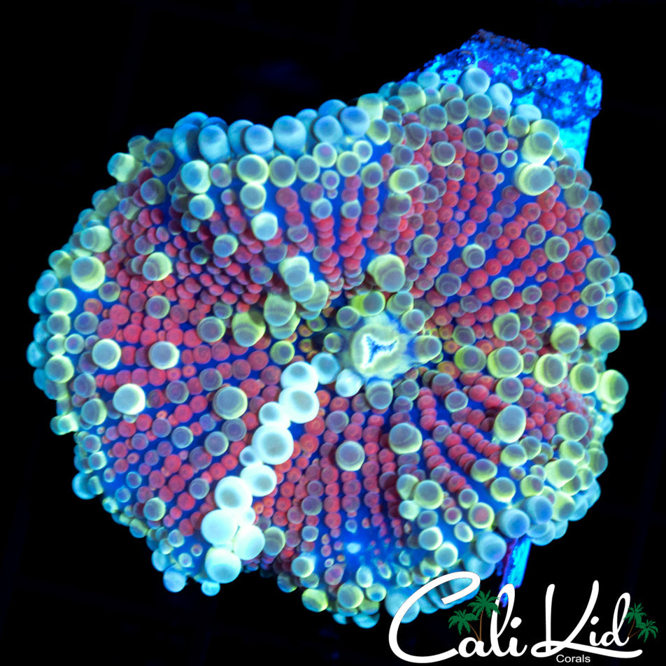 LARGE BUBBLE MUSHROOM