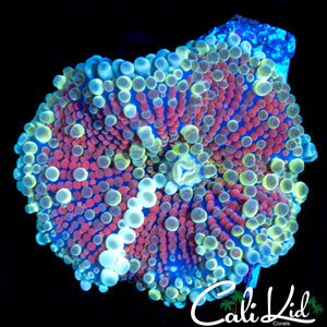 LARGE BUBBLE MUSHROOM