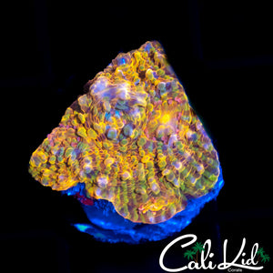 RAINBOW CONVICT CHALICE FRAG