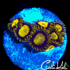 BLUE THUNDER ZOA MINI COLONY