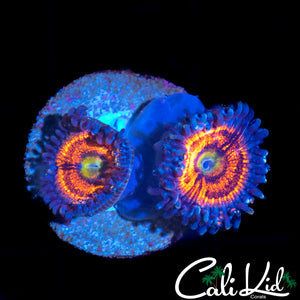 SPECKLED PALY DOUBLE