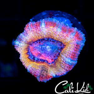 RAINBOW PASTEL ACAN