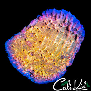 CK CUPPING CHALICE