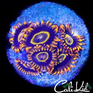 PURPLE BLASTERS MINI COLONY