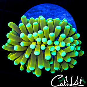 MALAYSIAN FAT HEAD GOLDEN TORCH