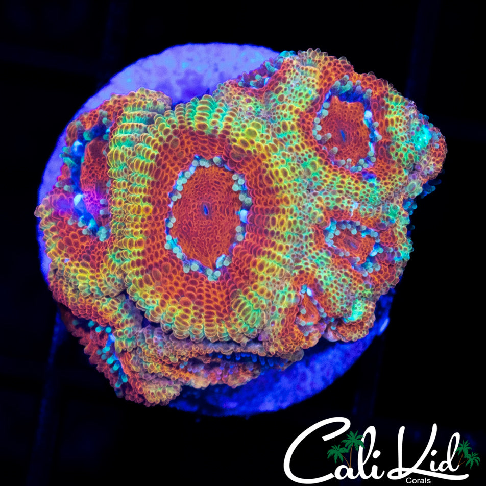 CK FIREWATER MICRO MINI COLONY
