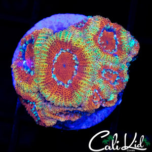CK FIREWATER MICRO MINI COLONY
