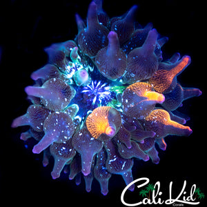 RARE PATTERN NEXUS NEM