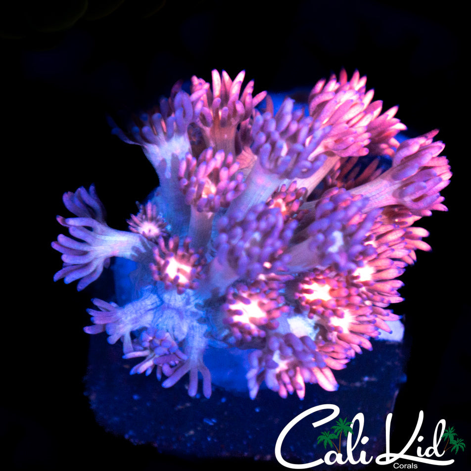 BI COLOR GONI