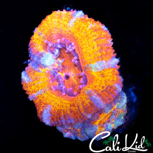 ULTRA RAINBOW ACAN TRIPLE