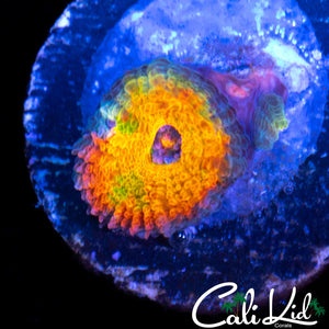 CK BANANA BOAT ACAN