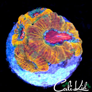 CK MERKULES ACAN QUAD