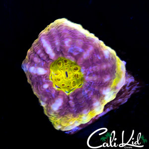 SOLOMAN RAINBOW CHALICE FRAG