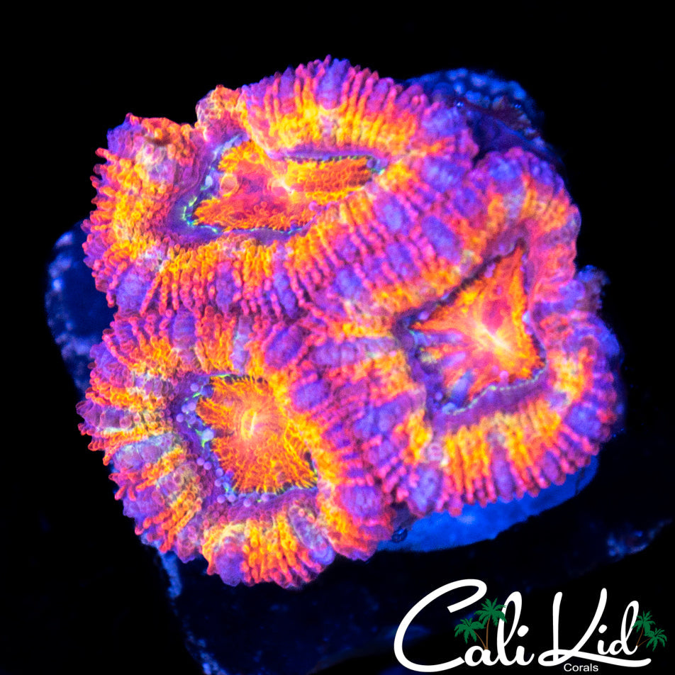 ULTIMATE RAINBOW ACAN TRIPLE