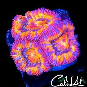 ULTIMATE RAINBOW ACAN TRIPLE