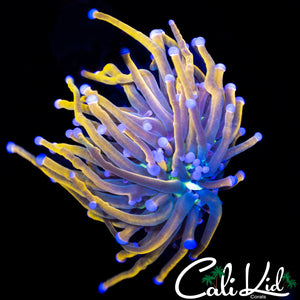 GREEN MOUTH INDO GOLD TORCH