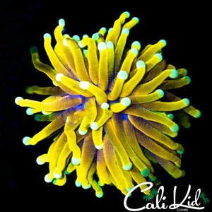 CK GOD TORCH