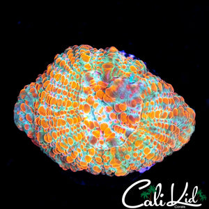 UTRA CONVICT CHALICE