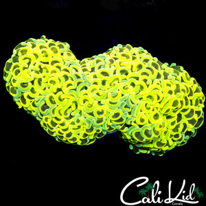 EXTREME YELLOW WALL HAMMER