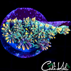 CK KALEIDOSCOPE GALAXIA