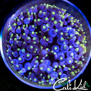 MYSTERY GREEN TIP ANEMONE