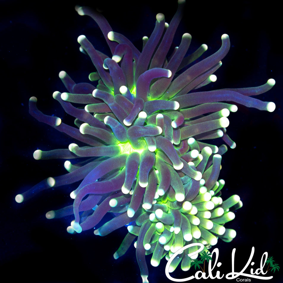 ULTRA INDO TORCH