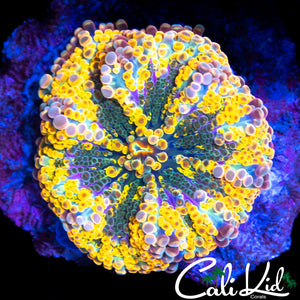 ULTIMATE RAINBOW YUMA