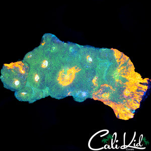 RARE INDO CHALICE COLONY