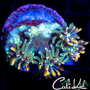 CK KALEIDOSCOPE GALAXIA