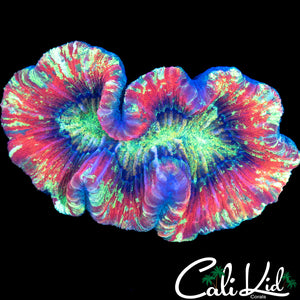 ULTIMATE RAINBOW TRACHY