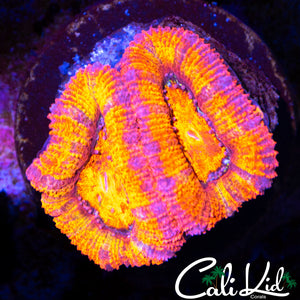 ULTRA ACAN LORD DOUBLE