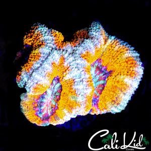CREAMSICLE ACAN QUAD