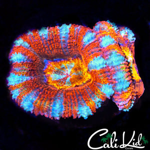 RAINBOW EYE STRIPED ACAN DOUBLE