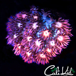 BI COLOR GONI