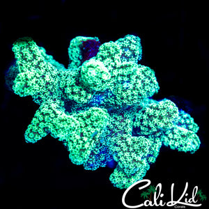 ULTRA BIRDS NEST CHUNK