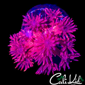 OG RED GLITTER GONI