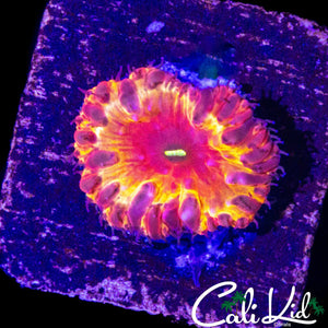 STUNNING RAINBOW BLASTO