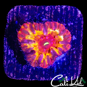 STUNNING RAINBOW BLASTO