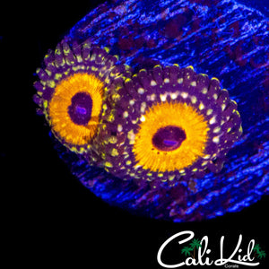 GOD BEAST ZOA TRIPLE