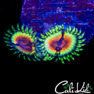 JF BLOODSHOT ZOA DOUBLE