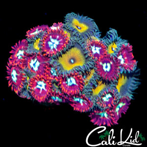 ASSORTED ZOA COLONY