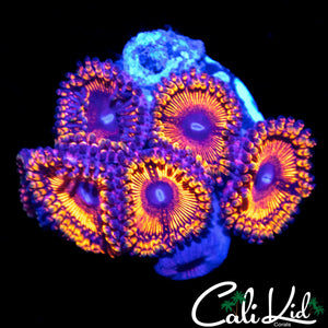 ASSORTED ZOA MINI COLONY