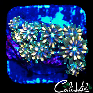 CK KALEIDOSCOPE GALAXIA