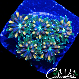 CK KALEIDOSCOPE GALAXIA