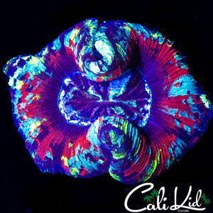 ULTIMATE RAINBOW TRACHY