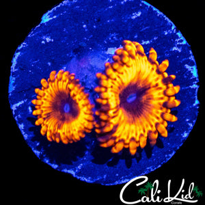 MAUL TYPE ZOA DOUBLE