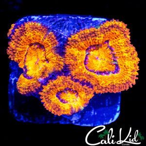 ULTRA ACAN TRIPLE